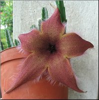 Stapelia schinzii semis
